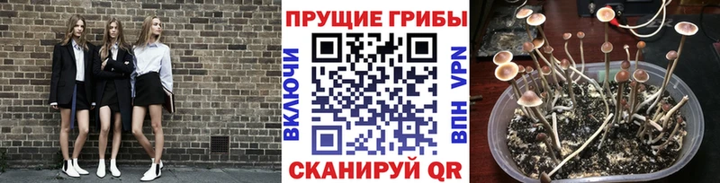 как найти закладки  Хадыженск  Псилоцибиновые грибы Psilocybine cubensis 